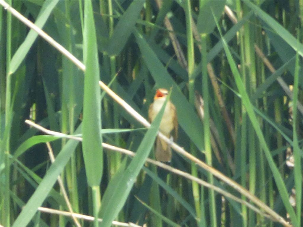 Cannareccione   (Acrocephalus arundinaceus)