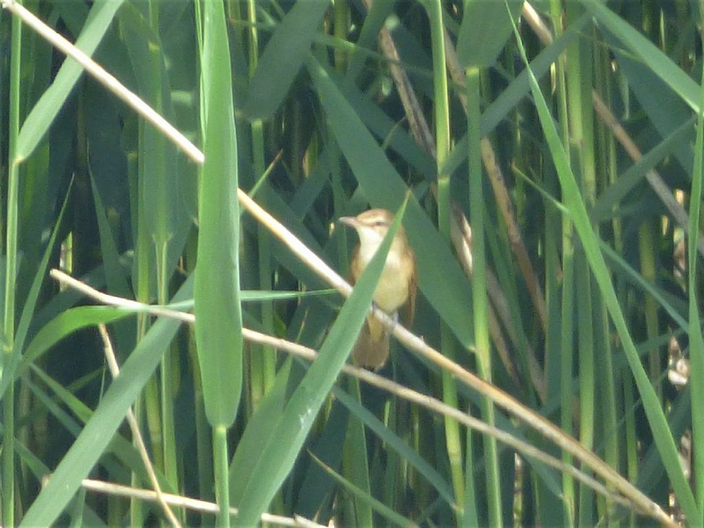 Cannareccione   (Acrocephalus arundinaceus)