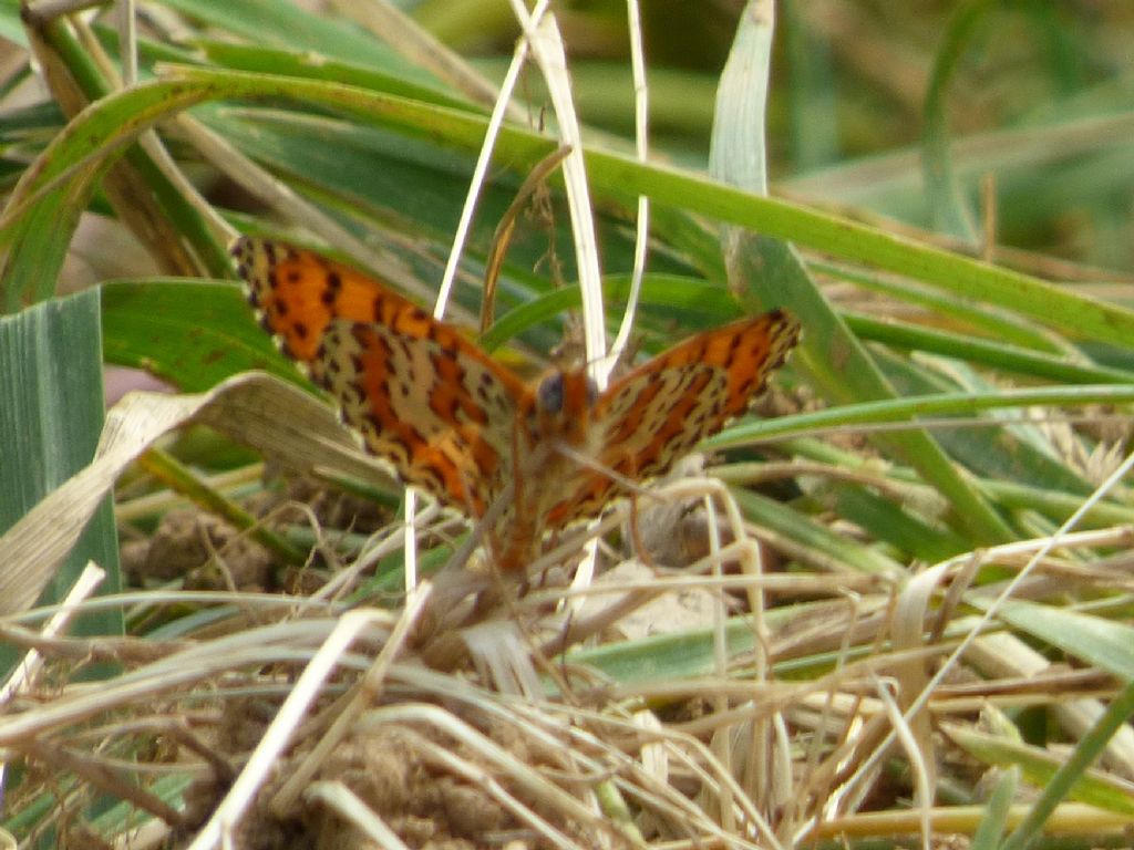 Melitaea didyma?