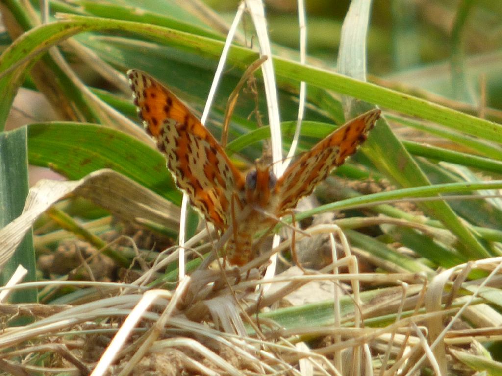 Melitaea didyma?