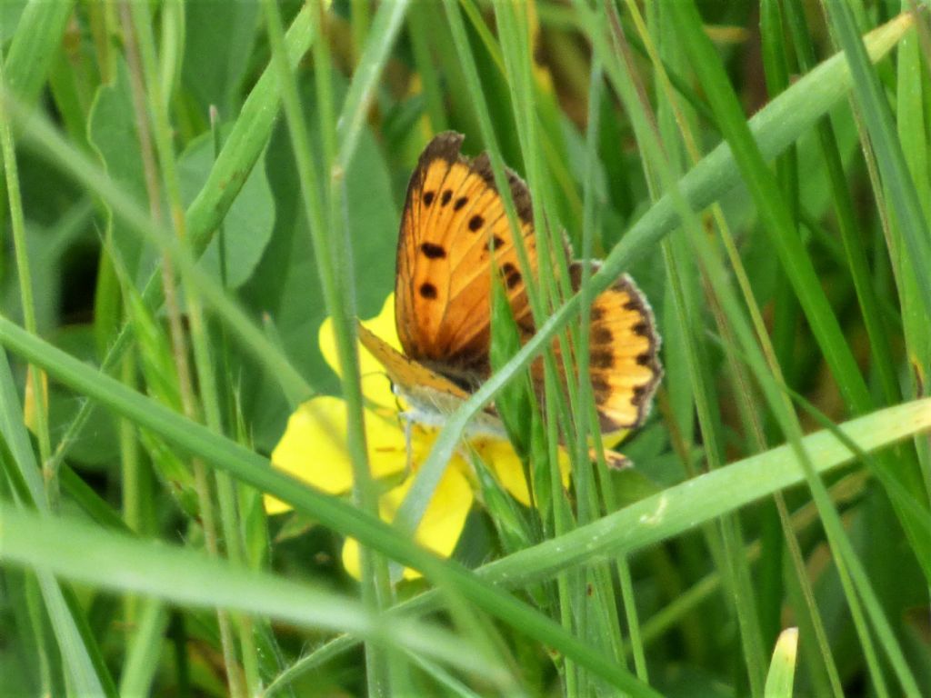 Lycaena dispar nel cuneese