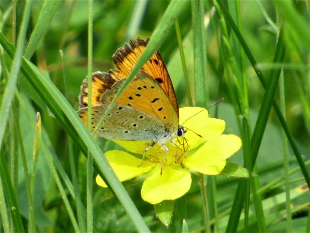 Lycaena dispar nel cuneese