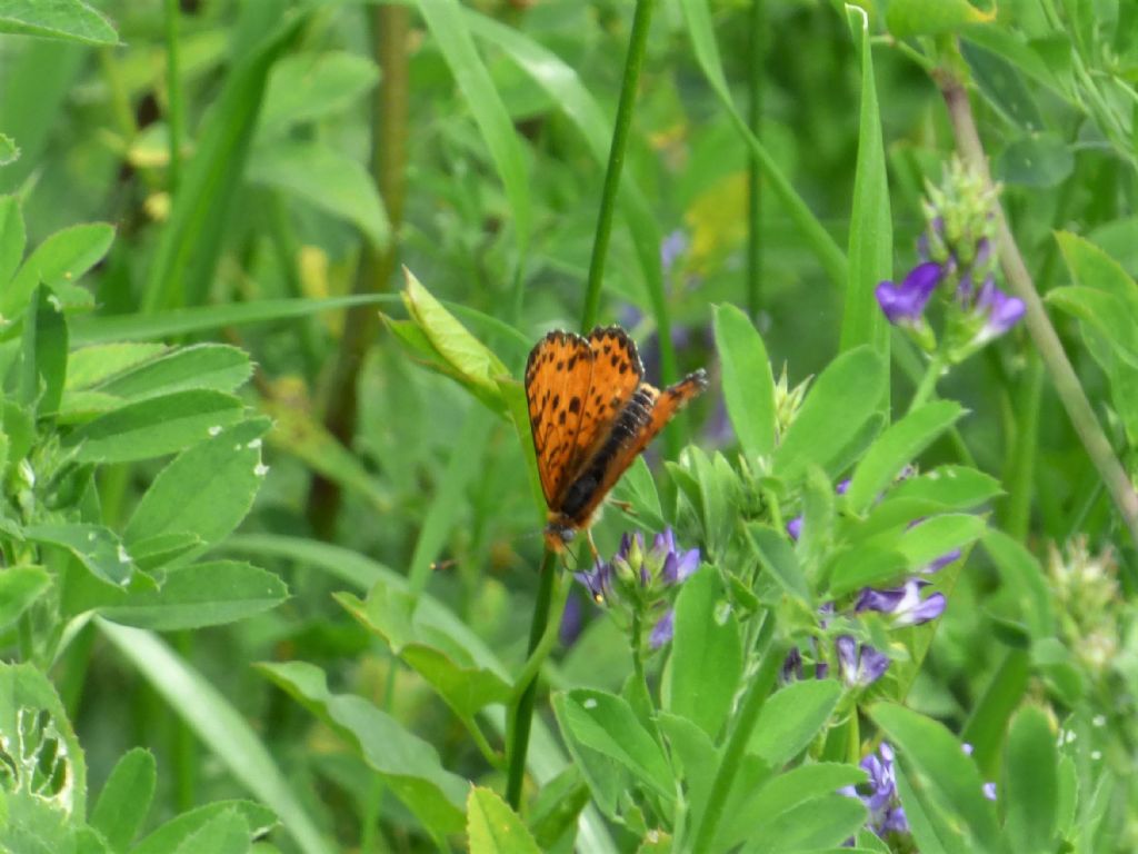 altra Melitaea didyma?