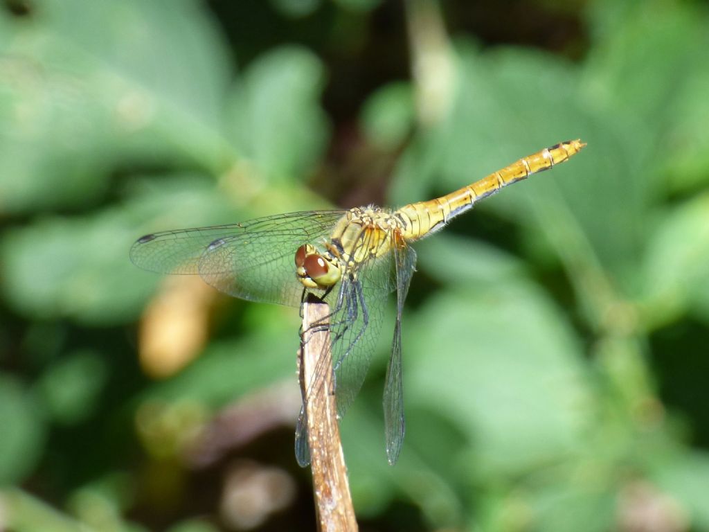 Sympetrum striolatum?  S, femmina