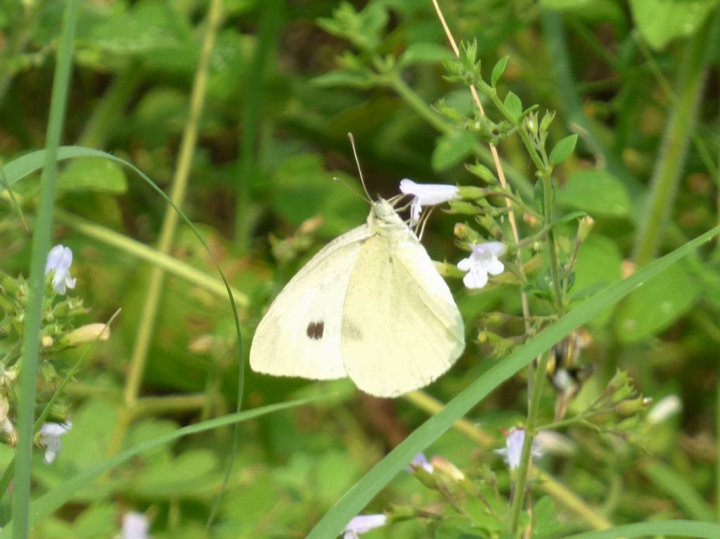 Pieris napi