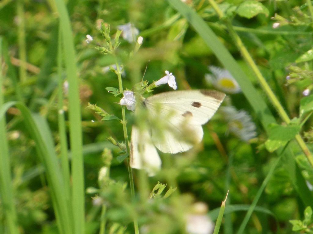 Pieris napi