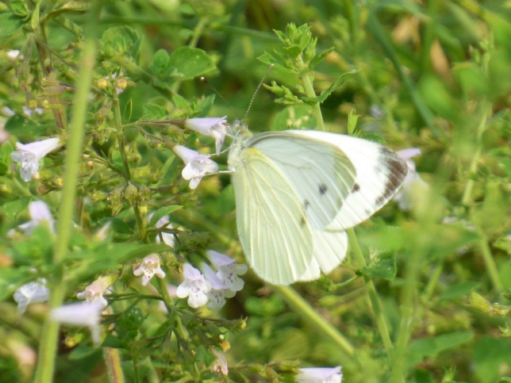 Pieris napi