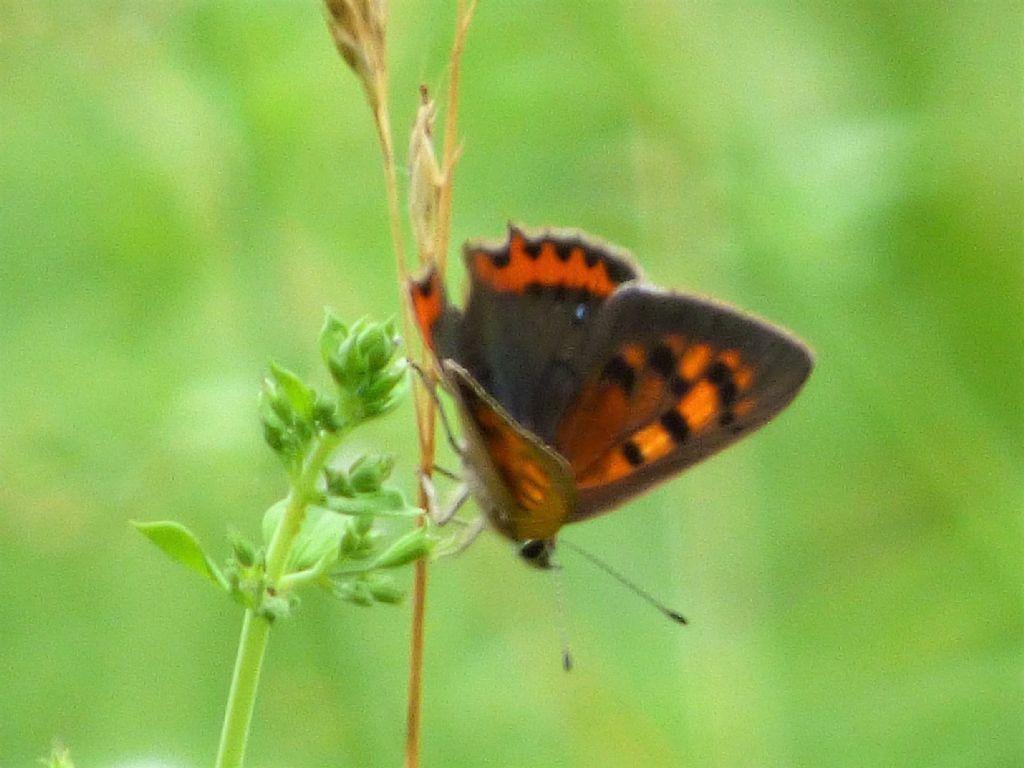 Lycaena phlaeas a Rivoli (TO)