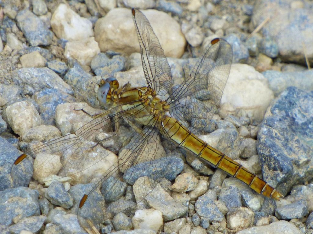 Orthetrum brunneum f.