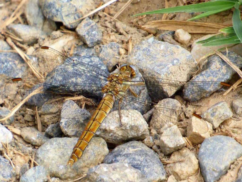 Orthetrum brunneum f.