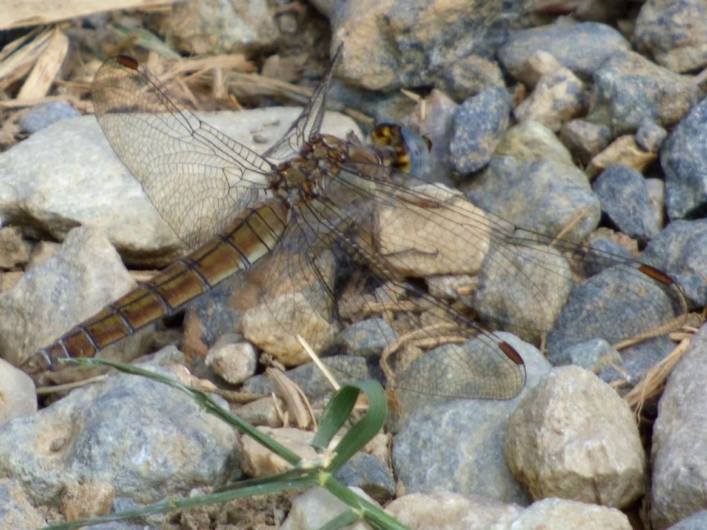 Orthetrum brunneum f. vecchia?  S !