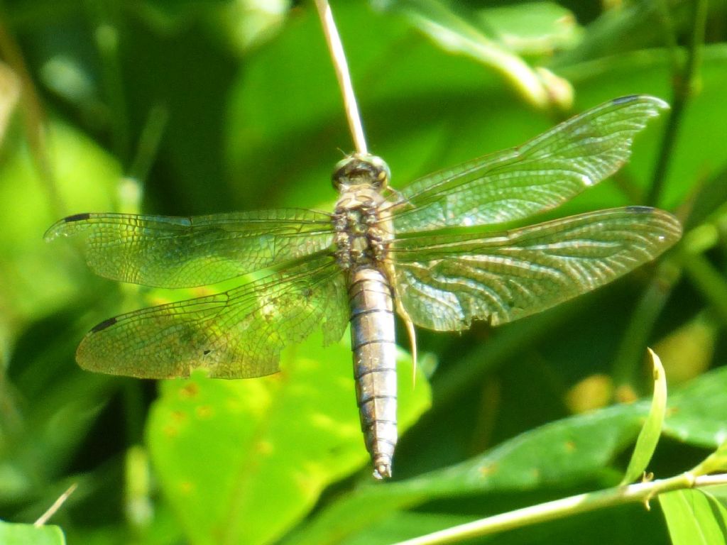 Orthetrum brunneum? No,   Orthetrum cancellatum, femmina