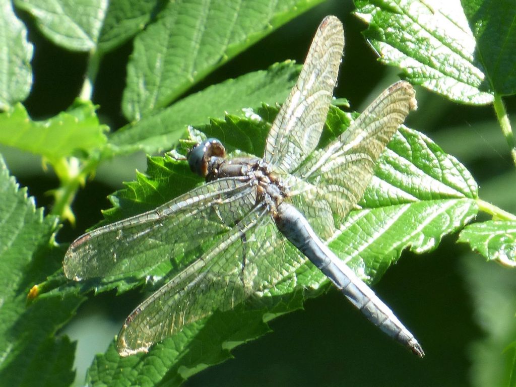 Orthetrum coerulescens