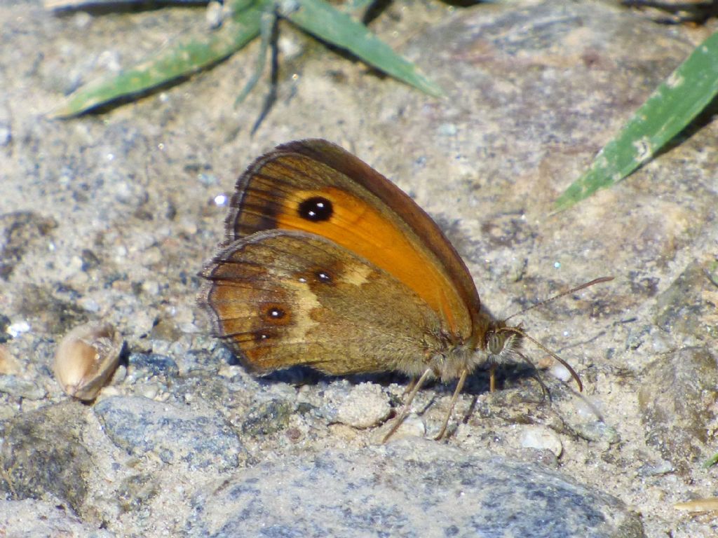 Pyronia tithonus