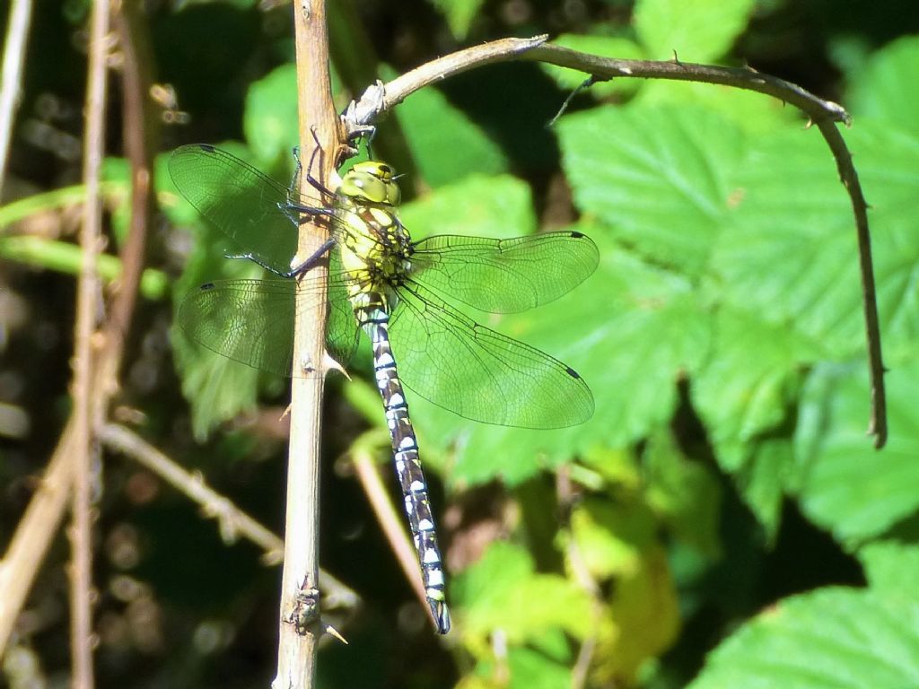 Aeshna cyanea