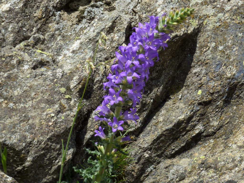 Campanula spicata