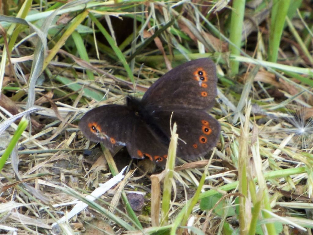 Erebia medusa