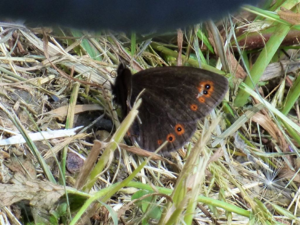 Erebia medusa