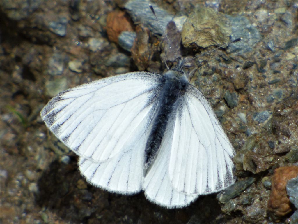 Pieris bryoniae?