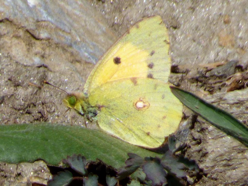 Colias crocea