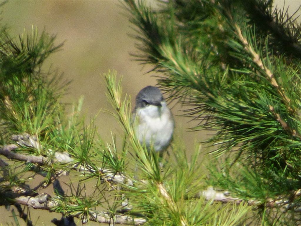 Bigiarella (Sylvia curruca)