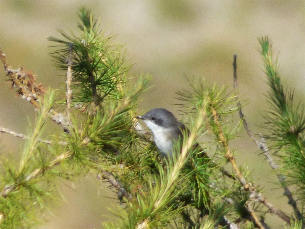 Bigiarella (Sylvia curruca)