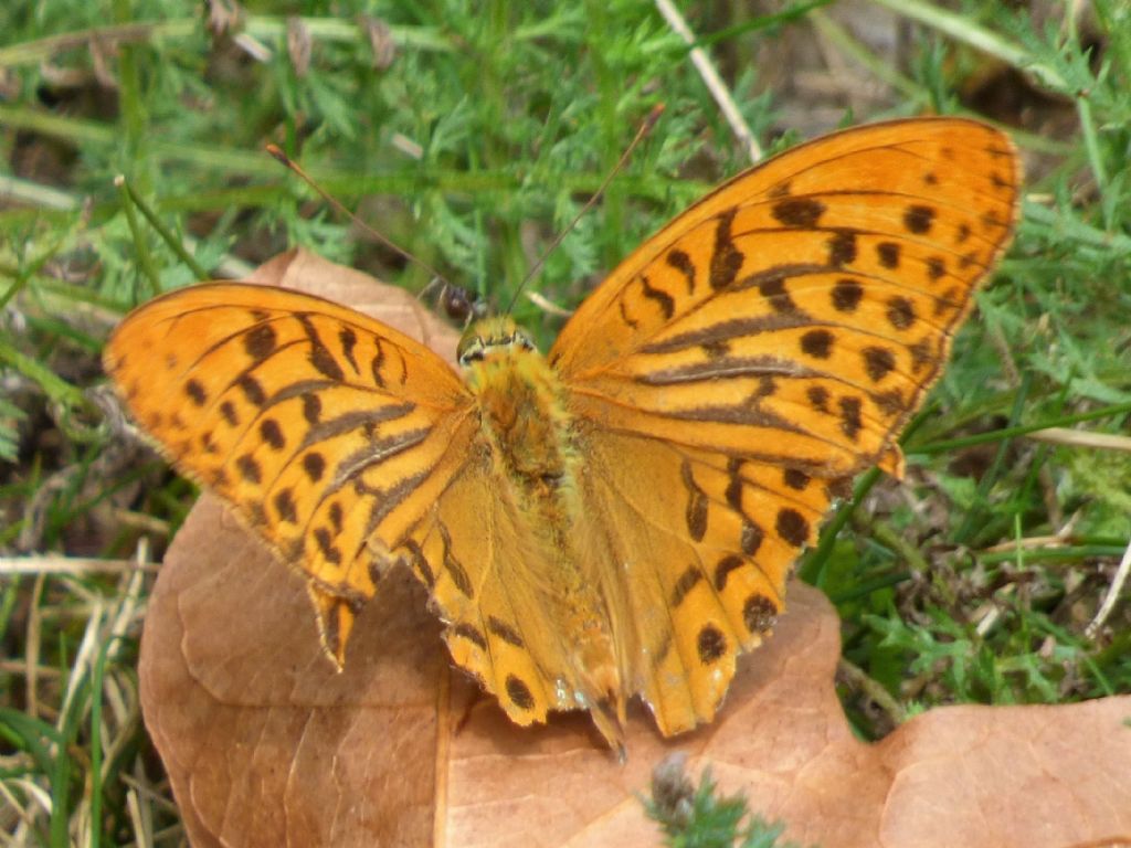 Argynnis paphia