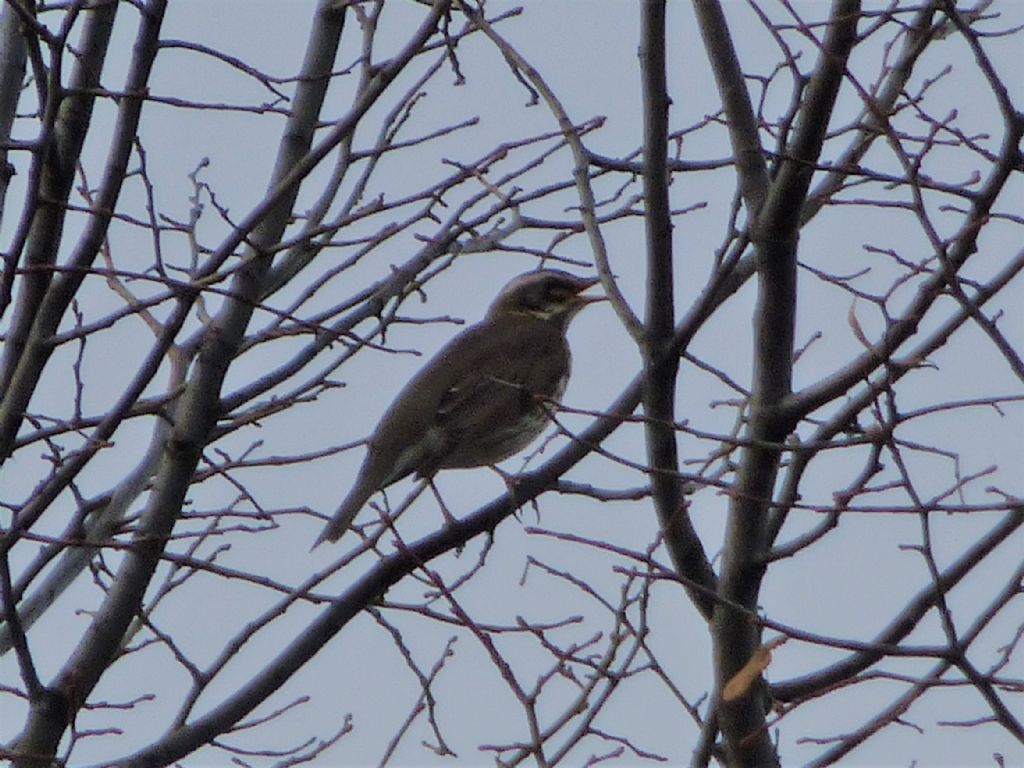 Tordo sassello (Turdus iliacus)