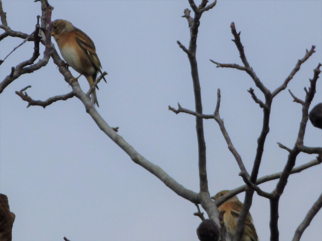 Peppole (Fringilla montifringilla)