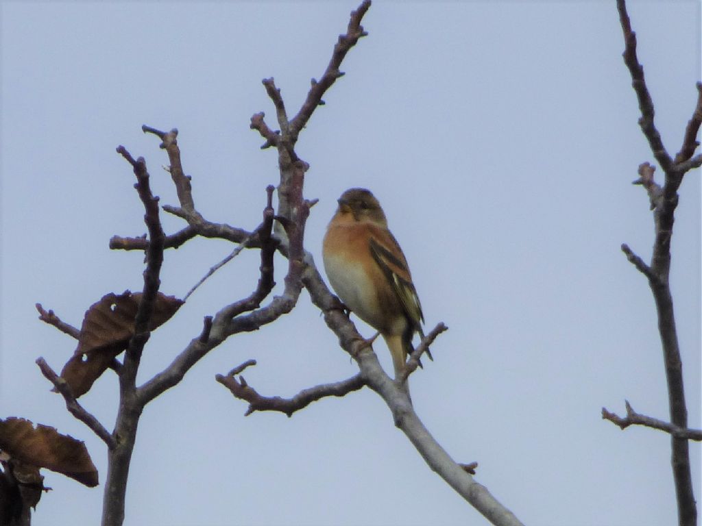 Peppole (Fringilla montifringilla)