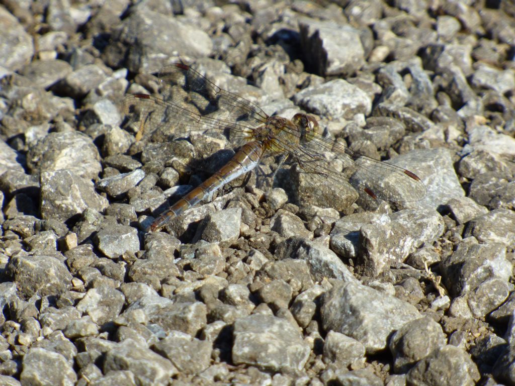 Sympetrum striolatum?