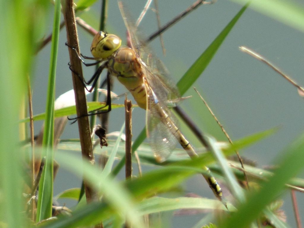 Anax ephippiger