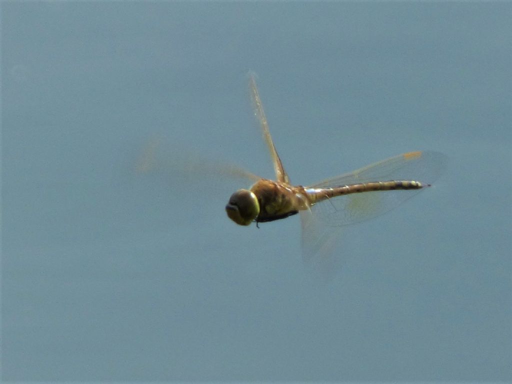 Anax ephippiger