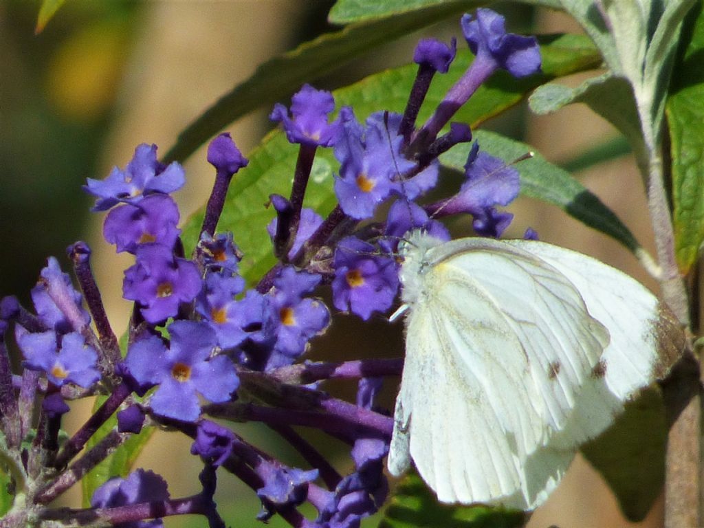 pieris napi