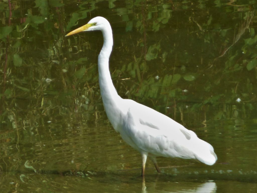 airone bianco maggiore (Casmerodius albus)