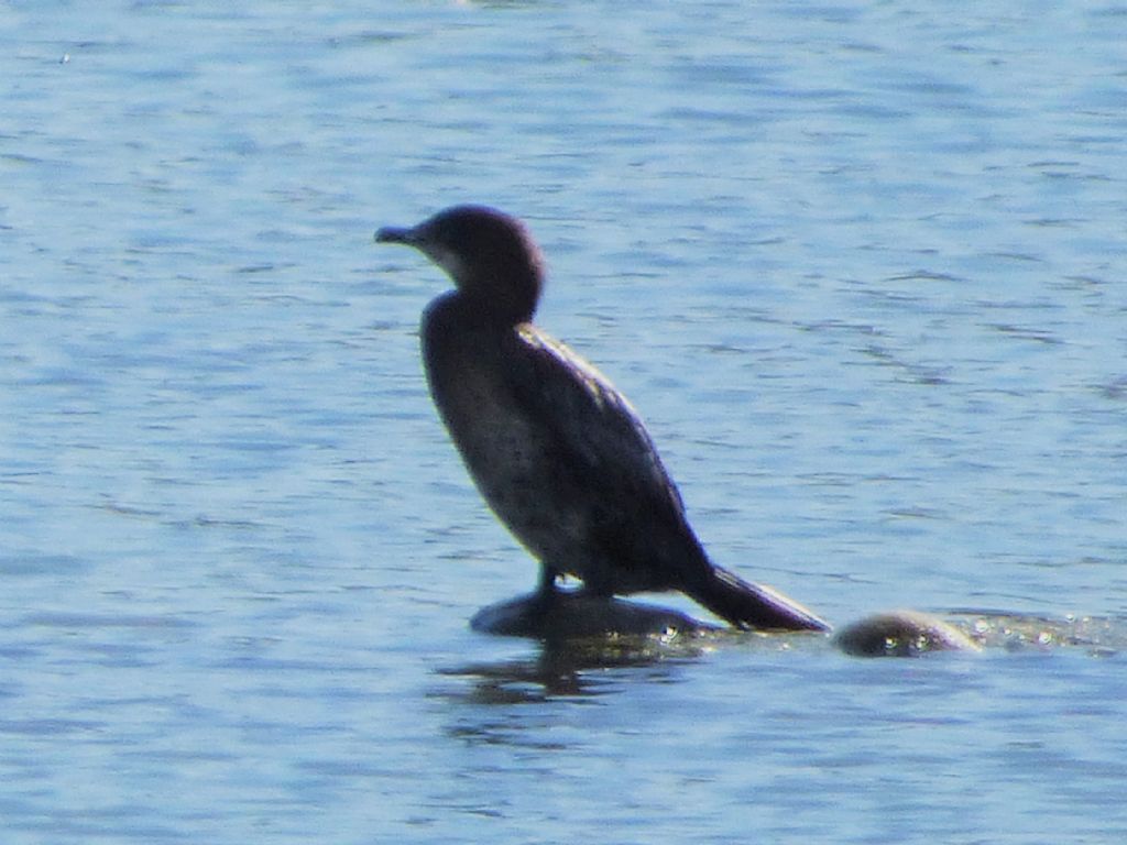 Marangoni minori (Phalacrocorax pygmeus)