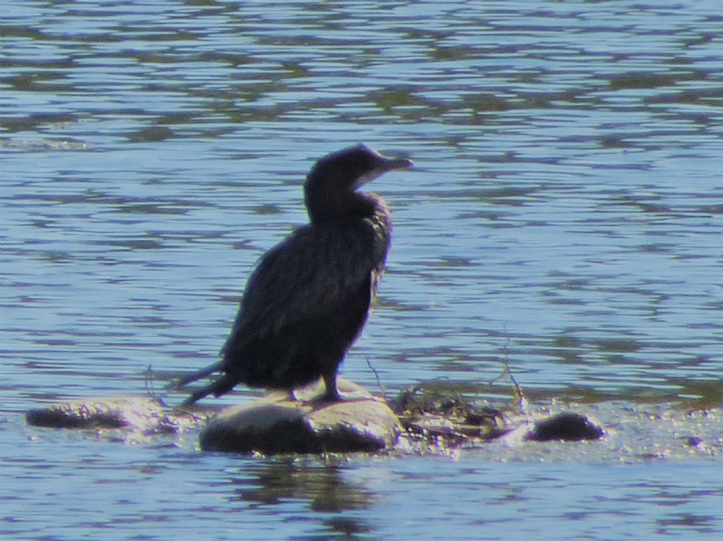 Marangoni minori (Phalacrocorax pygmeus)