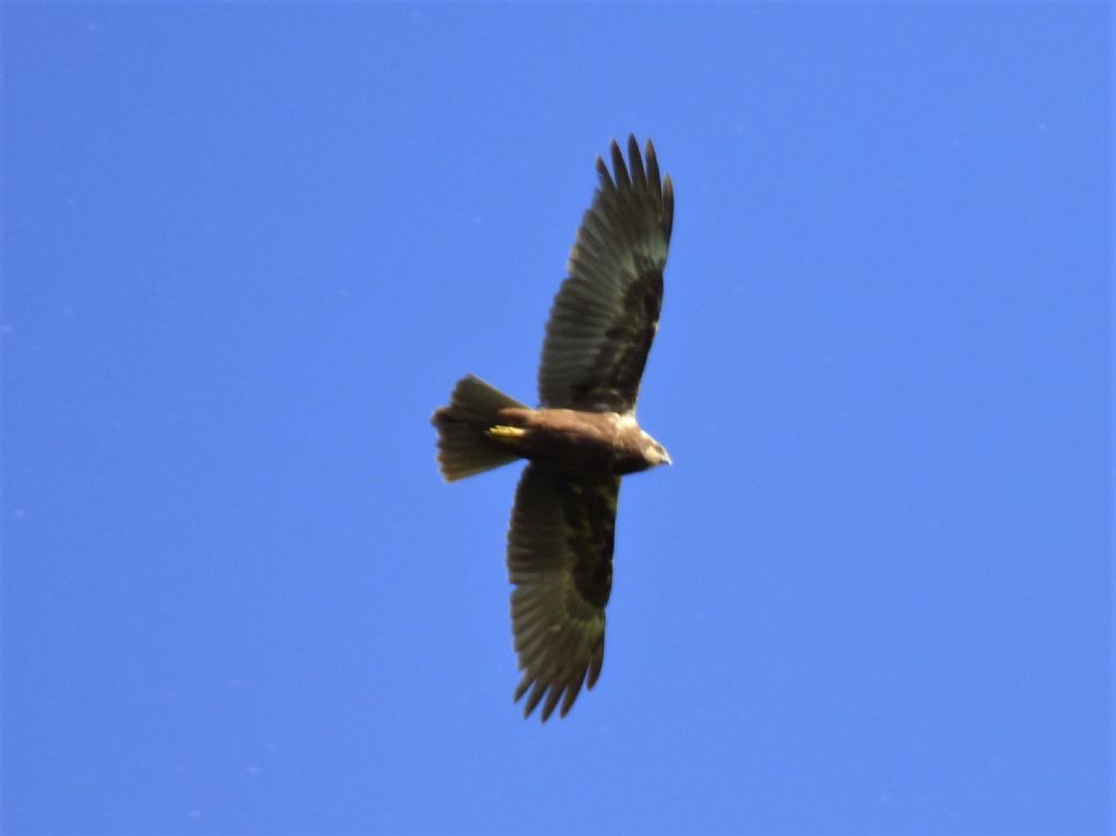 Falco di Palude (Circus aeruginosus)