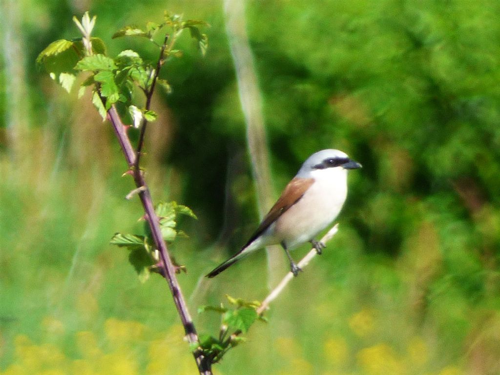 Averla piccola  (Lanius collurio)