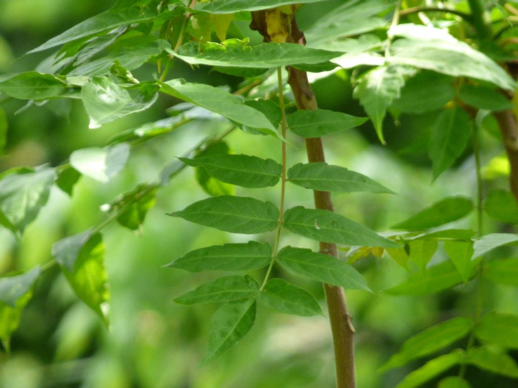 Ailanto (Ailanthus altissima)?  S !