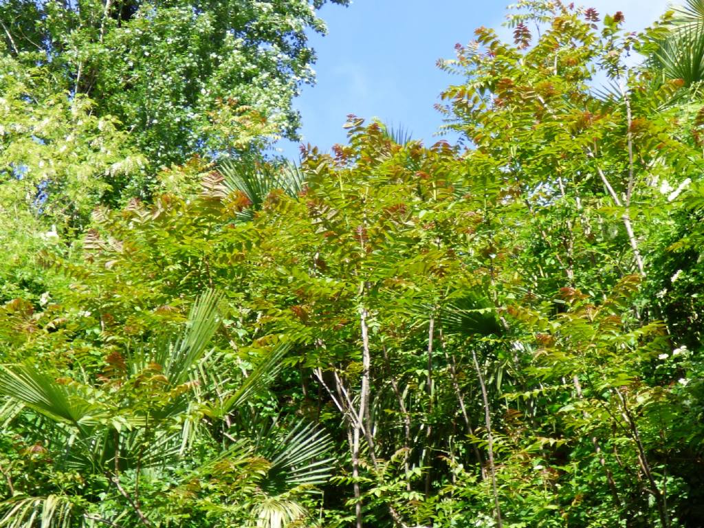 ancora Ailanto (Ailanthus altissima)? S !