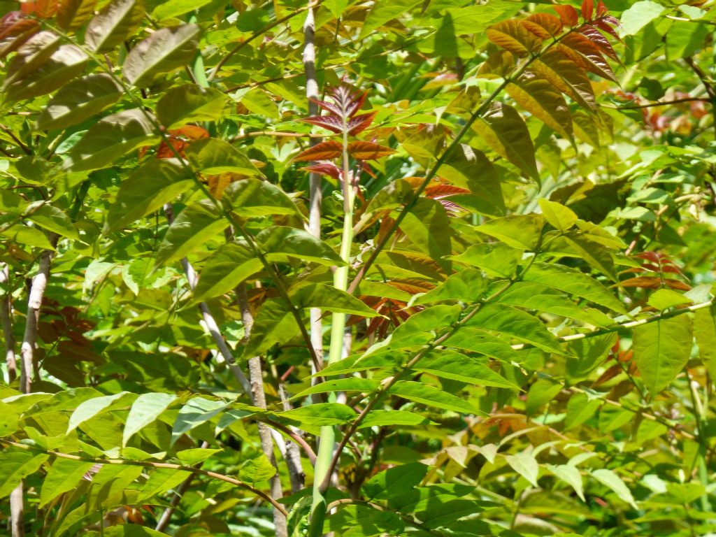 ancora Ailanto (Ailanthus altissima)? S !