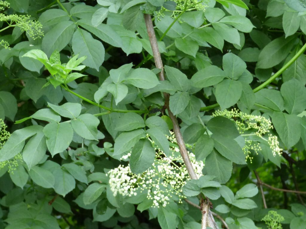 Sambuco comune (Sambucus nigra)?  S !