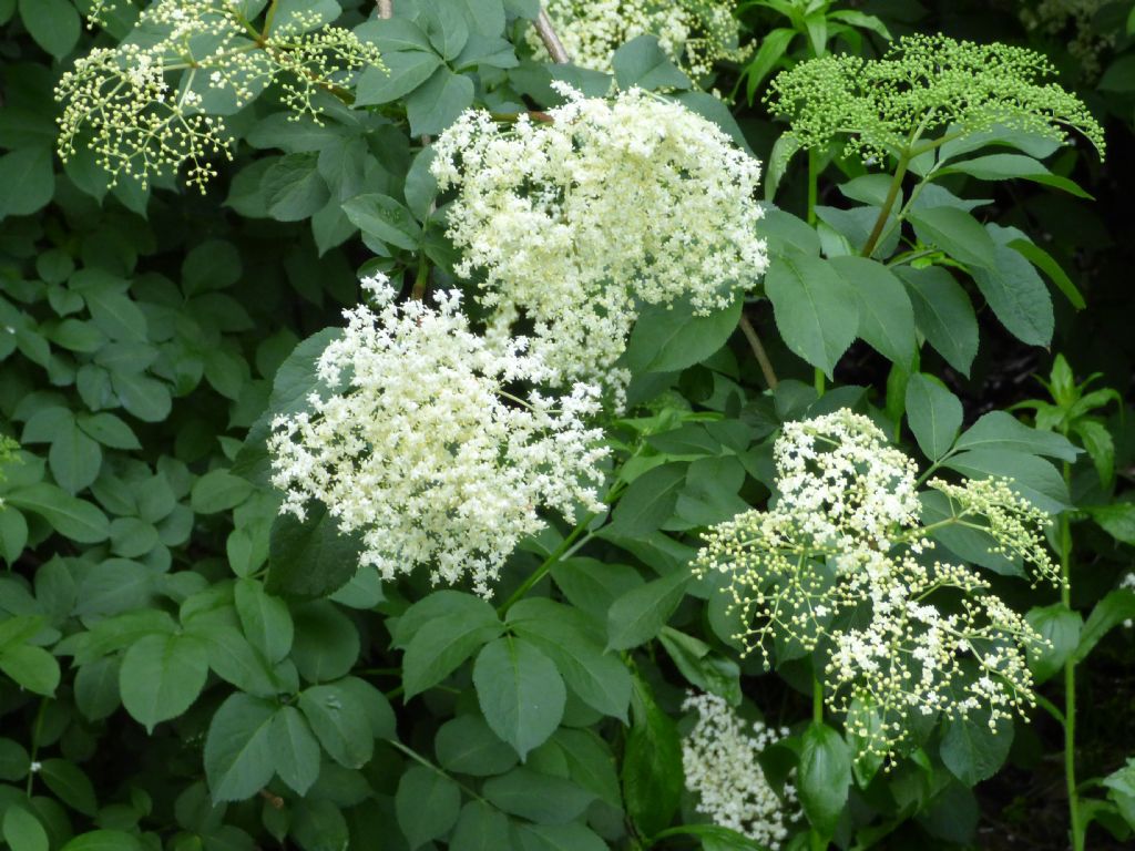 Sambuco comune (Sambucus nigra)?  S !