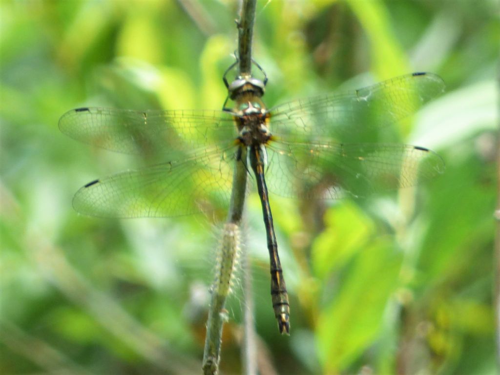 Cordulia aenea - No, Oxygastra curtisii maschio