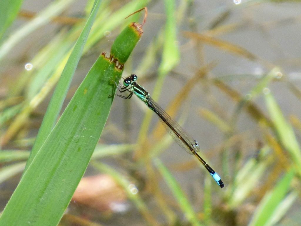 Ischnura elegans m. immaturo