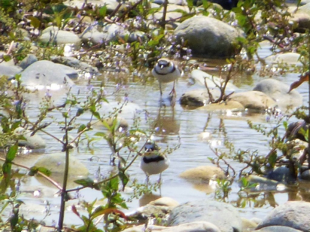 Corrieri piccoli (Charadrius dubius)