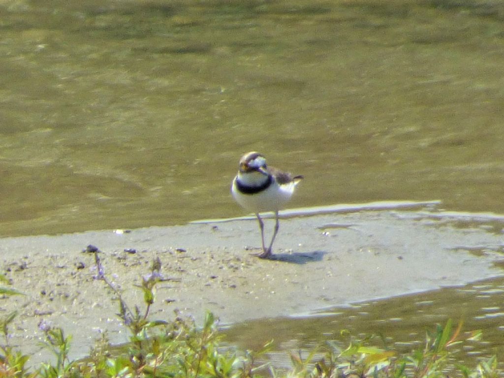 Corrieri piccoli (Charadrius dubius)