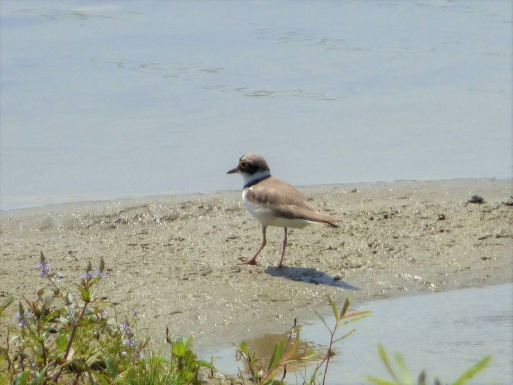 Corrieri piccoli (Charadrius dubius)