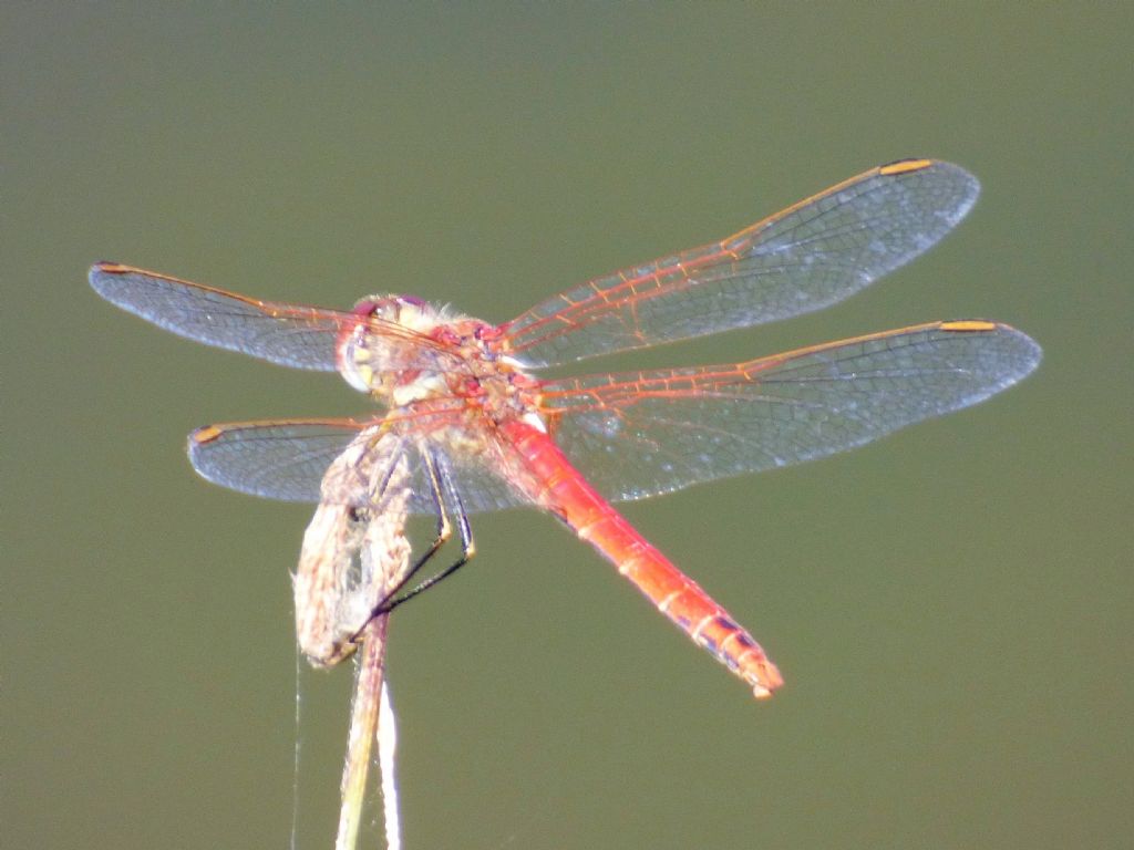 Sympetrum fonscolombii